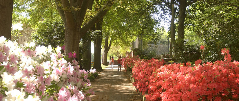 Pink and orange azalea flowers bloom on the historic horseshoe