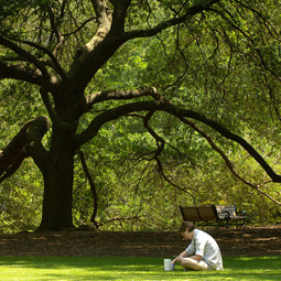 student reading under tree