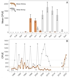 Close up image of a southern flounder (fish) on a measuring board.