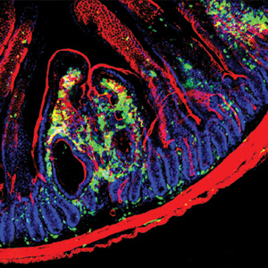 Pena Lab ID Image