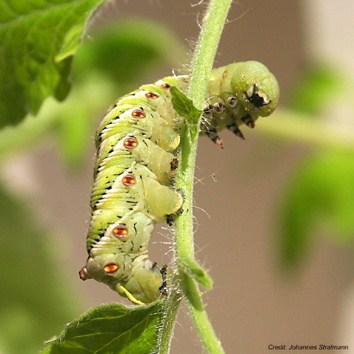 caterpillar picture