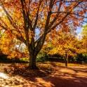 Large tree with orange leaves backlit by sun.