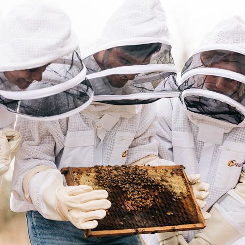 Students in white beekeeping suits