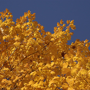 Close up of yellow leaves of a tree against a sky background.