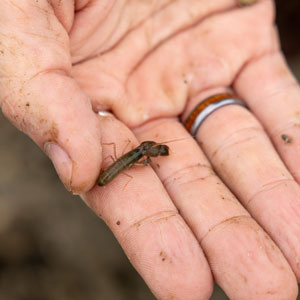 Hand holding small brown shrimp