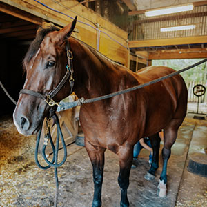 a horse in a stable 